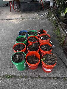 Buckets of soil arranged in a row on a concrete driveway for a gardening project, with tools and plants nearby